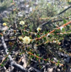 Acacia gunnii at Bruce, ACT - 17 Aug 2020 04:29 AM