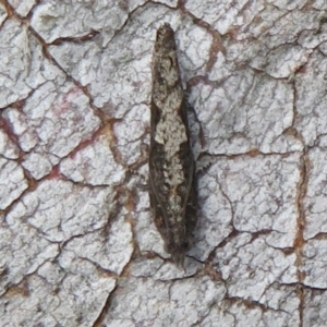Strepsicrates macropetana at Downer, ACT - 14 Aug 2020 01:32 PM