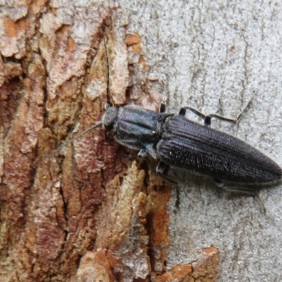 Crepidomenus fulgidus (Click beetle) at Downer, ACT - 14 Aug 2020 by Christine