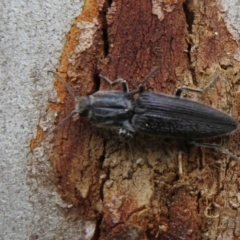Crepidomenus fulgidus at Downer, ACT - 14 Aug 2020 01:49 PM