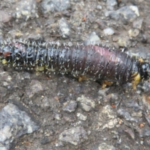 Perga dorsalis at Acton, ACT - 14 Aug 2020 02:04 PM