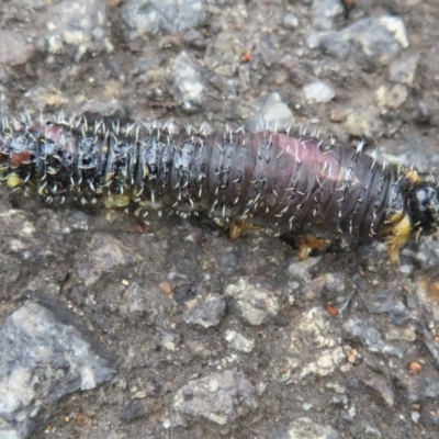 Perga dorsalis (Steel-blue sawfly, spitfire) at Acton, ACT - 14 Aug 2020 by Christine