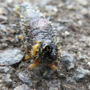 Perga dorsalis at Acton, ACT - 14 Aug 2020 02:04 PM