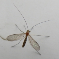 Nematocera sp. (suborder) (Unidentified 'nematoceran' fly) at Acton, ACT - 14 Aug 2020 by Christine