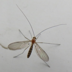 Nematocera sp. (suborder) at Acton, ACT - 14 Aug 2020