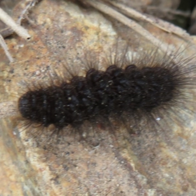 Phaos aglaophara at Denman Prospect, ACT - 12 Aug 2020 by Christine