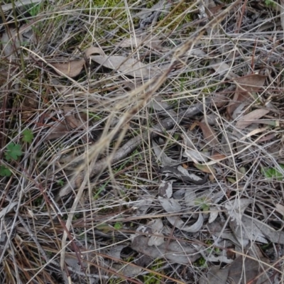 Aristida ramosa (Purple Wire Grass) at Carwoola, NSW - 16 Aug 2020 by AndyRussell