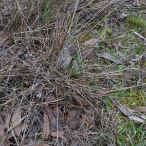 Aristida ramosa at Carwoola, NSW - 16 Aug 2020