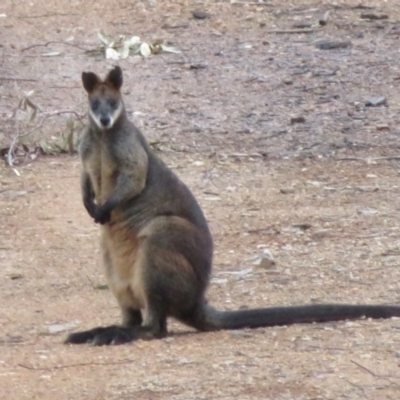 Wallabia bicolor (Swamp Wallaby) at Denman Prospect, ACT - 12 Aug 2020 by Christine