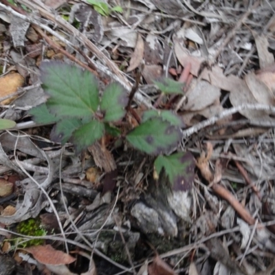 Rubus anglocandicans (Blackberry) at Carwoola, NSW - 16 Aug 2020 by AndyRussell