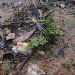 Cheilanthes sieberi (Rock Fern) at Carwoola, NSW - 16 Aug 2020 by AndyRussell