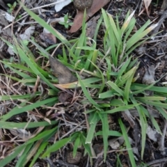 Microlaena stipoides at Carwoola, NSW - 16 Aug 2020 by AndyRussell