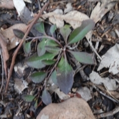 Goodenia hederacea (Ivy Goodenia) at Carwoola, NSW - 16 Aug 2020 by AndyRussell