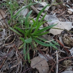 Xerochrysum viscosum (Sticky Everlasting) at Carwoola, NSW - 16 Aug 2020 by AndyRussell