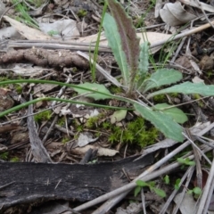 Senecio prenanthoides (Common Forest Fireweed) at Carwoola, NSW - 16 Aug 2020 by AndyRussell