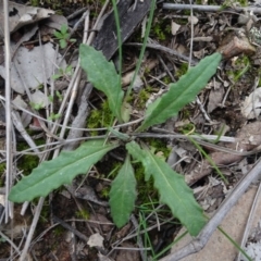 Senecio prenanthoides at Carwoola, NSW - 16 Aug 2020