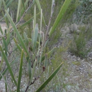 Acacia dawsonii at Carwoola, NSW - 16 Aug 2020