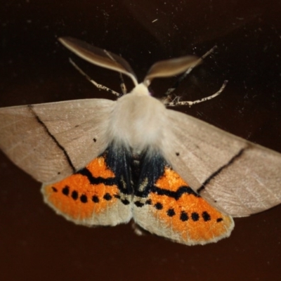 Gastrophora henricaria (Fallen-bark Looper, Beautiful Leaf Moth) at Tathra, NSW - 16 Aug 2020 by KerryVance2