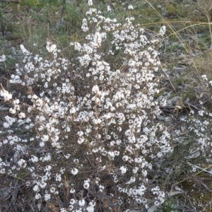 Leucopogon attenuatus at Isaacs, ACT - 16 Aug 2020