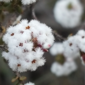 Leucopogon attenuatus at Isaacs, ACT - 16 Aug 2020