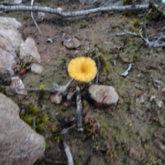 Lichenomphalia chromacea (Yellow Navel) at Carwoola, NSW - 16 Aug 2020 by AndyRussell