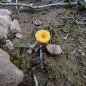 Lichenomphalia chromacea at Carwoola, NSW - 16 Aug 2020