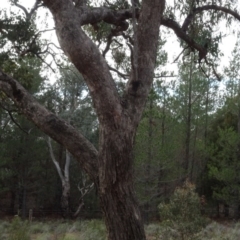 Eucalyptus bridgesiana (Apple Box) at Wanna Wanna Nature Reserve - 16 Aug 2020 by AndyRussell