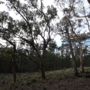 Eucalyptus bridgesiana at Carwoola, NSW - 16 Aug 2020 03:45 PM