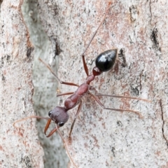 Myrmecia simillima (A Bull Ant) at Molonglo River Reserve - 17 Aug 2020 by Roger