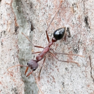 Myrmecia simillima at Molonglo River Reserve - 17 Aug 2020