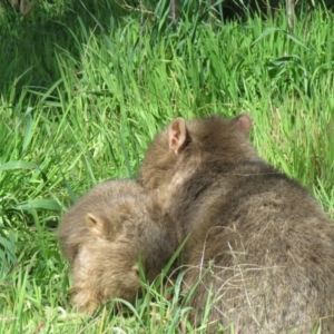 Vombatus ursinus at Tharwa, ACT - 17 Aug 2020