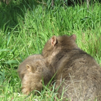 Vombatus ursinus (Bare-nosed Wombat) at Tharwa, ACT - 17 Aug 2020 by SandraH