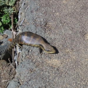 Tiliqua scincoides scincoides at Gordon, ACT - 17 Aug 2020 11:26 AM