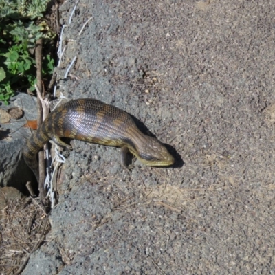 Tiliqua scincoides scincoides (Eastern Blue-tongue) at Point Hut to Tharwa - 17 Aug 2020 by SandraH