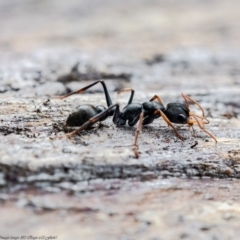 Myrmecia sp., pilosula-group (Jack jumper) at Molonglo River Reserve - 17 Aug 2020 by Roger