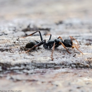 Myrmecia sp., pilosula-group at Molonglo River Reserve - 17 Aug 2020