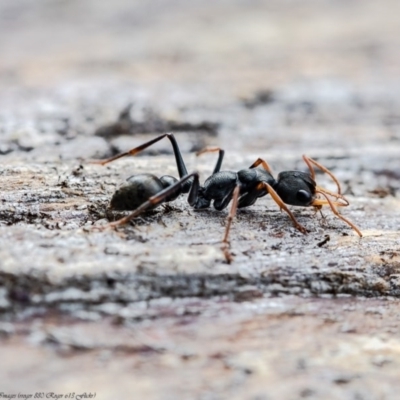 Myrmecia sp., pilosula-group (Jack jumper) at Molonglo River Reserve - 17 Aug 2020 by Roger