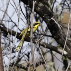 Lichenostomus melanops (Yellow-tufted Honeyeater) at Yarrow, NSW - 17 Aug 2020 by RodDeb