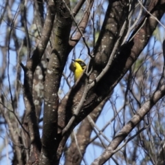 Lichenostomus melanops at Yarrow, NSW - 17 Aug 2020