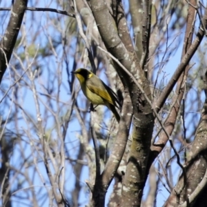 Lichenostomus melanops at Yarrow, NSW - 17 Aug 2020