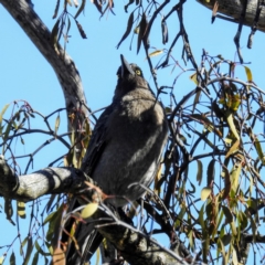 Strepera versicolor (Grey Currawong) at Tuggeranong DC, ACT - 17 Aug 2020 by HelenCross