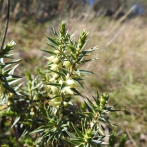 Melichrus urceolatus at Tuggeranong DC, ACT - 17 Aug 2020