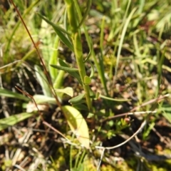 Stackhousia monogyna at Tuggeranong DC, ACT - 17 Aug 2020