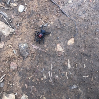 Missulena occatoria (Red-headed Mouse Spider) at Red Hill, ACT - 16 Aug 2020 by The_happy_wanderer