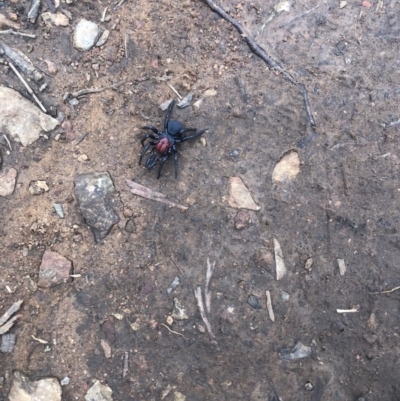 Missulena occatoria (Red-headed Mouse Spider) at Red Hill, ACT - 16 Aug 2020 by Thehappywanderer