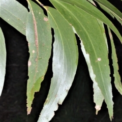 Eucalyptus fastigata (Brown Barrel) at Robertson, NSW - 17 Aug 2020 by plants