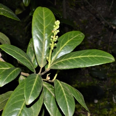 Prunus laurocerasus (Cherry Laurel) at Robertson - 17 Aug 2020 by plants