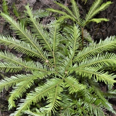 Sticherus flabellatus (Shiny Fan-fern, Umbrella Fern) at Wildes Meadow, NSW - 17 Aug 2020 by plants