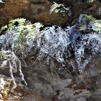 Gleichenia rupestris (Scrambling Coral Fern) at Robertson - 17 Aug 2020 by plants