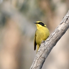 Lichenostomus melanops (Yellow-tufted Honeyeater) at Yarrow, NSW - 13 Aug 2020 by epic